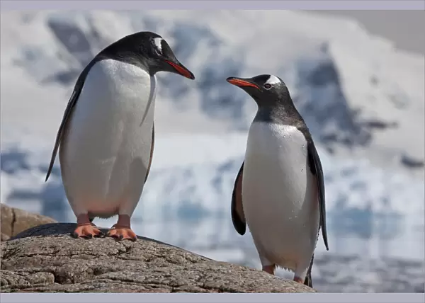 Two Gentoo penguins (Pygoscelis papua) on rock, Neko Harbour, Andvord Bay, Antarctic peninsula