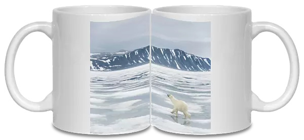 Polar bear (Ursus maritimus) traveling along the coast on sea ice in search of seals