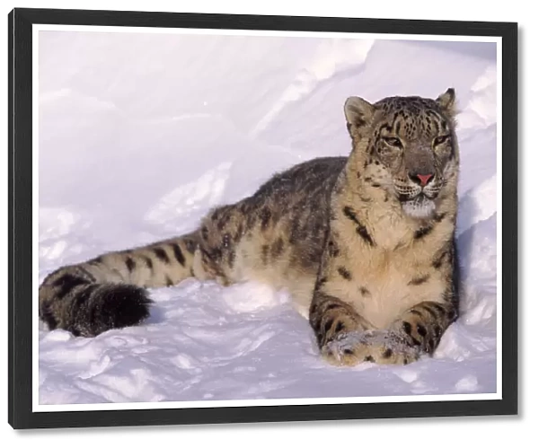 Snow leopard (Panthera uncia) resting in snow. Captive