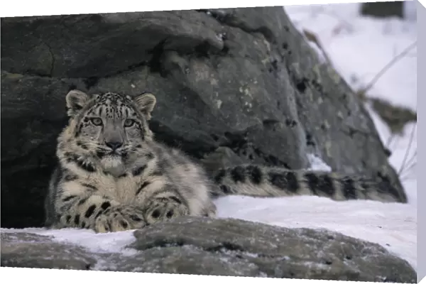 Snow leopard {Panthera uncia} resting by rocks in snow, captive
