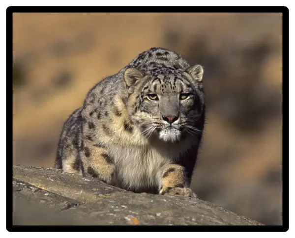 Snow leopard. Wild {Panthera uncia} Ladakh, India