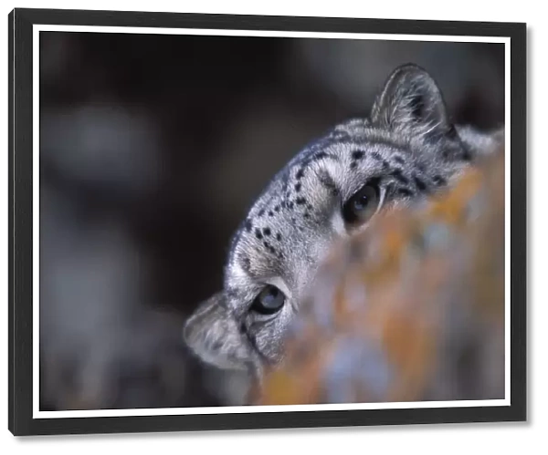 Snow leopard. Wild. {Panthera uncia} Hemis NP, Ladakh, India