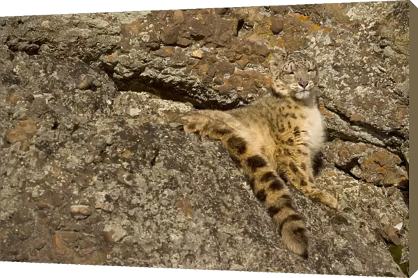 Snow leopard {Panthera uncia} sunning on rocky ground, China, captive