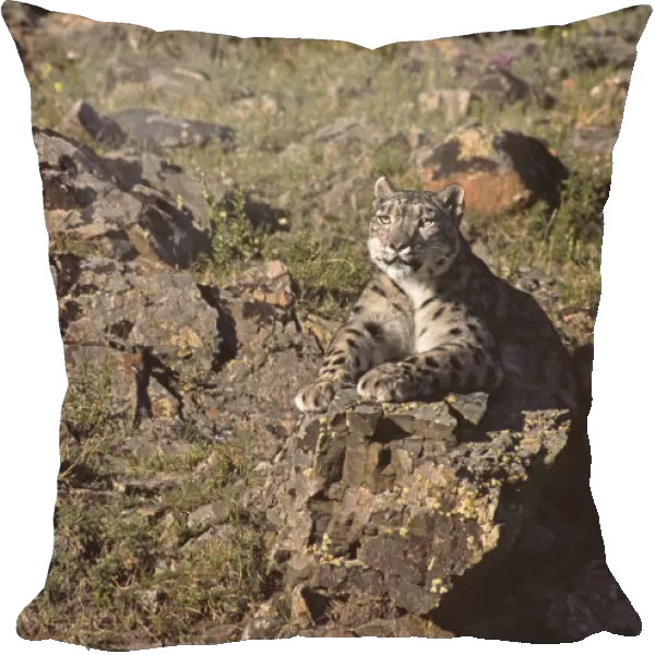 Wild female Snow Leopard (Panthera uncia) resting, camouflaged on rocky mountainside