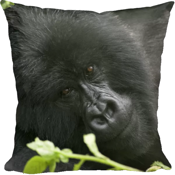 Mountain gorilla {Gorilla berengei berengei} lying down portrait, Parc des Volcans NP