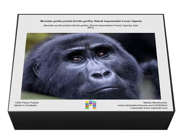 Mountain gorilla portrait (Gorilla gorilla), Bwindi Impenetrable Forest, Uganda