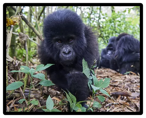 Mountain gorilla (Gorilla beringei beringei) juvenile male, aged 2 years, approaching camera