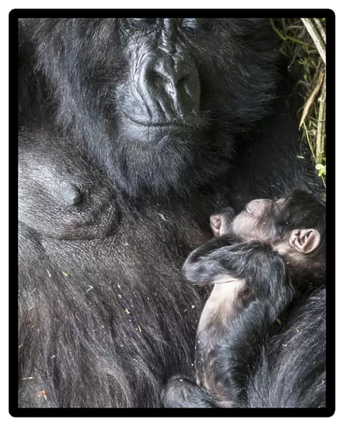 Mountain gorilla (Gorilla gorilla beringei) 10-day newborn sleeping with mother, Amahoro Group