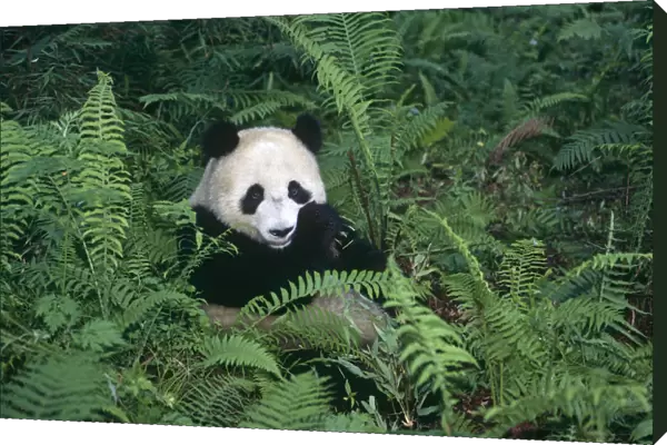 Giant panda {Ailuropoda melanoleuca} Wolong Nature Reserve, Sichuan, China