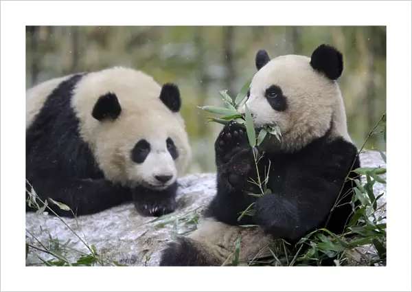 Two subadult Giant pandas (Ailuropoda melanoleuca) feeding on bamboo, Wolong Nature Reserve