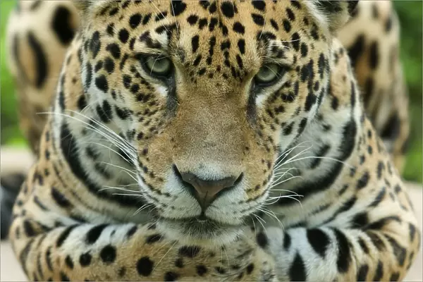 Jaguar (Panthera onca) head portrait, captive