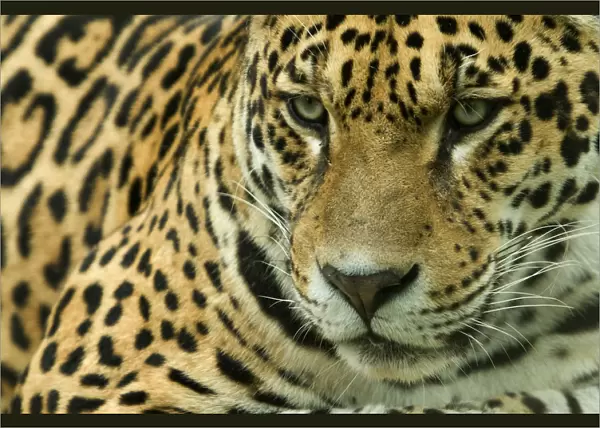 RF- Jaguar (Panthera onca) head portrait, captive