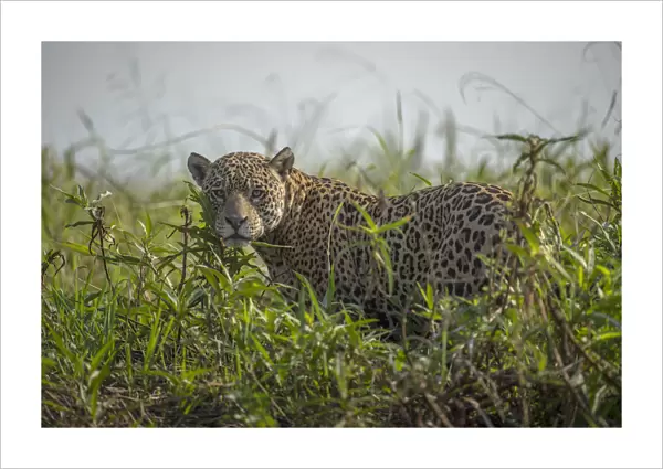 Jaguar (Panthera onca) male, Pantanal, Brazil