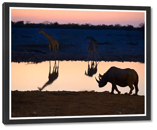 Angolan giraffes (Giraffa camelopardalis angolensis) and black rhinoceros (Diceros
