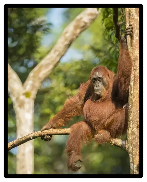 Female Bornean orangutan (Pongo pygmaeus) sitting in a tree, Tanjung Puting National Park