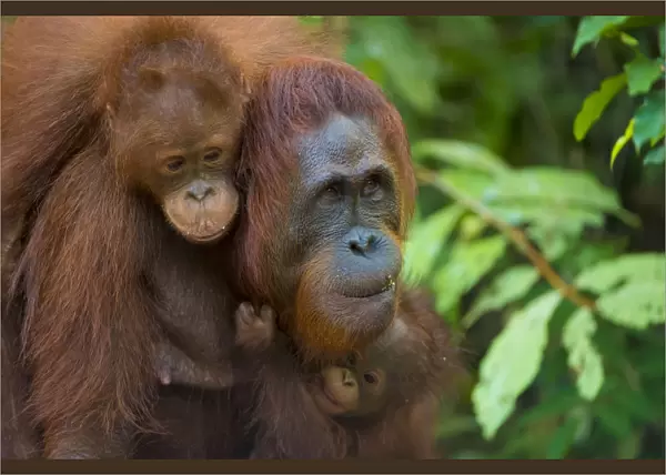Bornean orangutan (Pongo pygmaeus) mother and babies, Tanjung Puting National Park