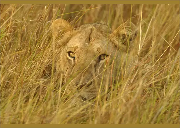 Juvenile lion lying hidden in grass {Panthera leo} Masai Mara, Kenya