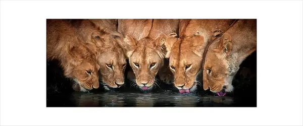Lions (Panthera leo) five drinking together, Ndutu, Tanzania