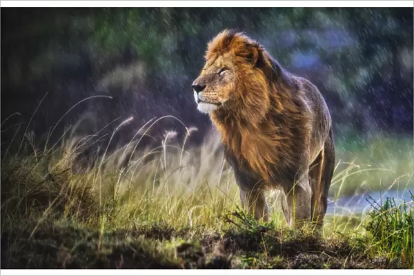 Lion (Panthera leo) male standing in cold and rain with strong wind blowing, smelling the air