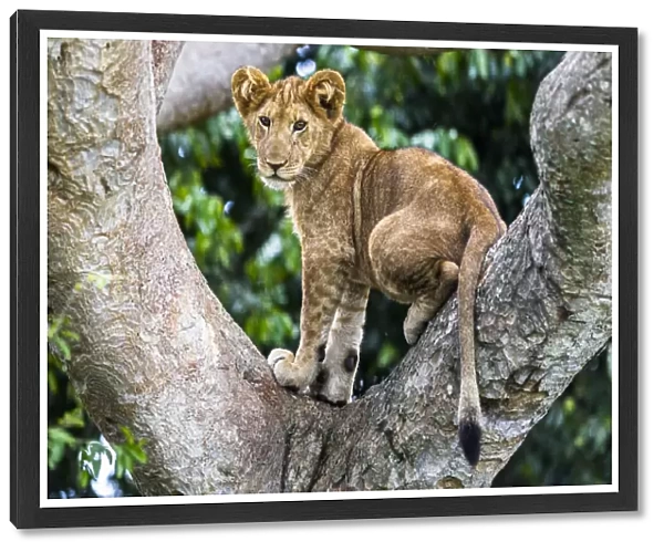 Lion (Panthera leo) cub up a tree - only three populations of lions are known to do this habitually
