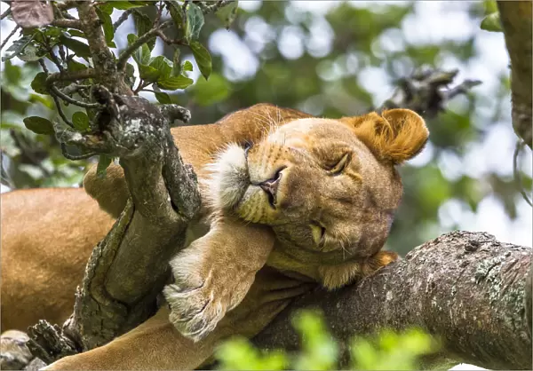 Lioness (Panthera leo) resting up a tree - only three populations of lions are known