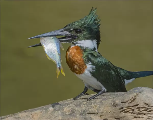 Amazon kingfisher (Chloroceryle amazona) with fish, Cuiaba, Pantanal Matogrossense National Park