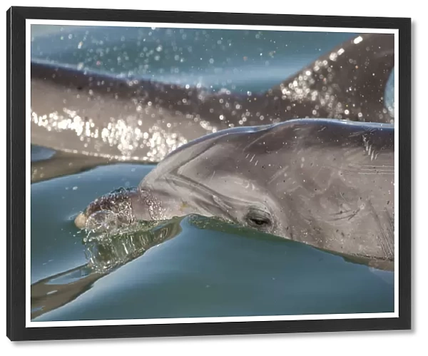 Bottlenose Dolphins (Tursiops truncatus) at the surface, Sado Estuary, Portugal