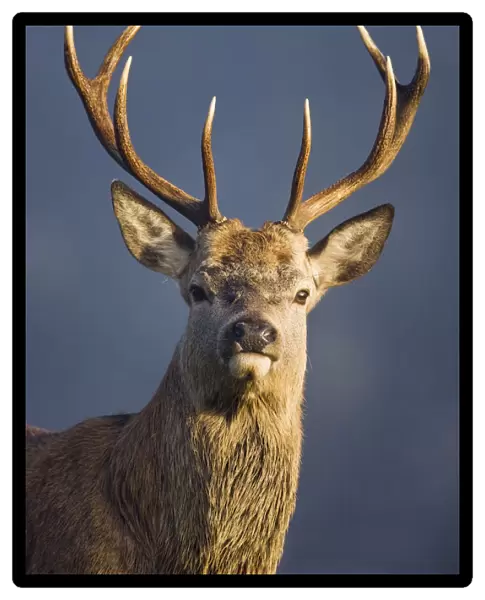 Red deer (Cervus elaphus) stag, portrait, captive, Bushy Park, Surrey, England, October
