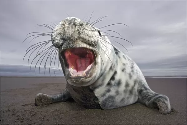 Curious juvenile Grey seal (Halichoerus grypus) Donna Nook, Lincolnshire, England