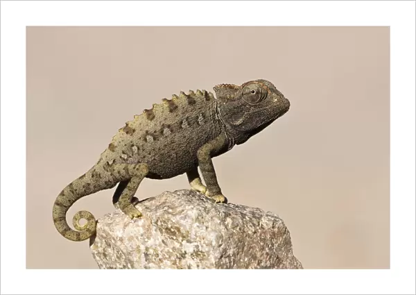 Namaqua chameleon (Chamaeleo namaquensis) standing on rock, Namib-Naukluft National Park