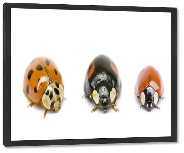 UK Ladybird species, native and invasive, from left to right: Seven-Spot (Coccinella 7-punctata)