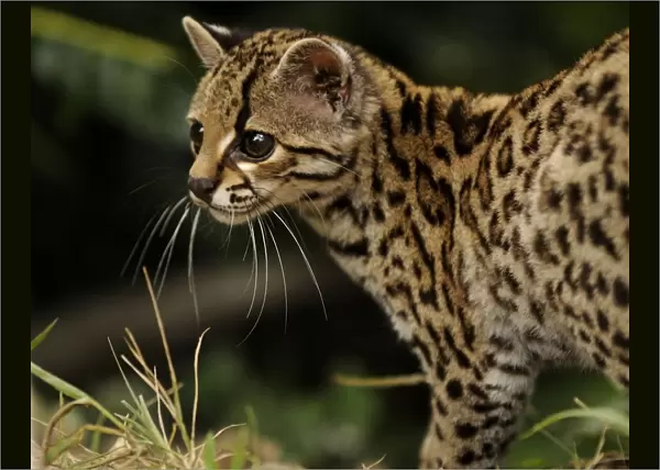 Margay (Leopardus wiedii) portrait, semi-free-ranging, Peruvian Amazon, Peru