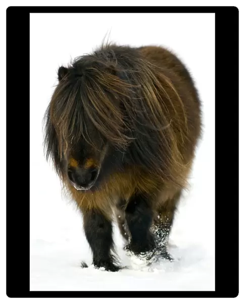 Minature Shetland Pony {Equus caballus} in snow, UK