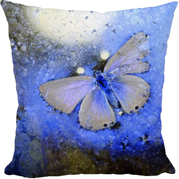 Blue butterfly (Lycaenidae) frozen in ice, Cortes de la Frontera, Los Alcornocales Natural Park