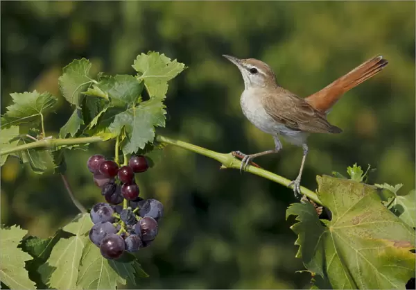 Rufous-tailed scrub robin (Cercotrichas galactotes) perched on grape vine, Sevilla, Spain, August