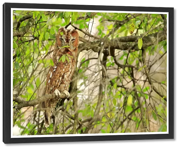Tawny owl (Strix aluco) sleeping, Cadiz, Andalusia, Spain, February