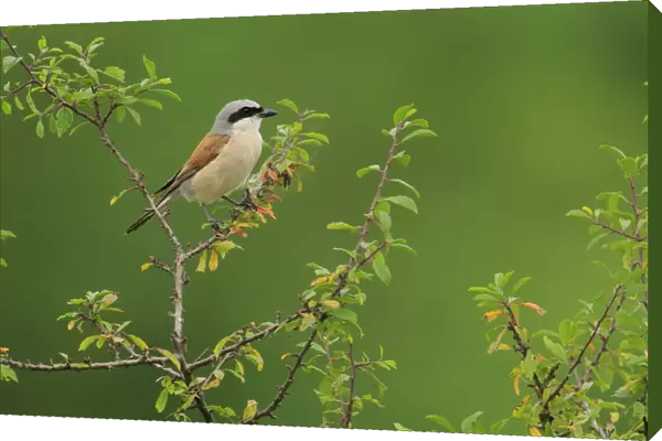 Male Red-backed shrike (Lanius collurio), Cantabria, Spain, August