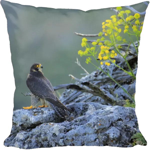 Peregrine falcon male (Falco peregrinus) Andalusia, Spain, May