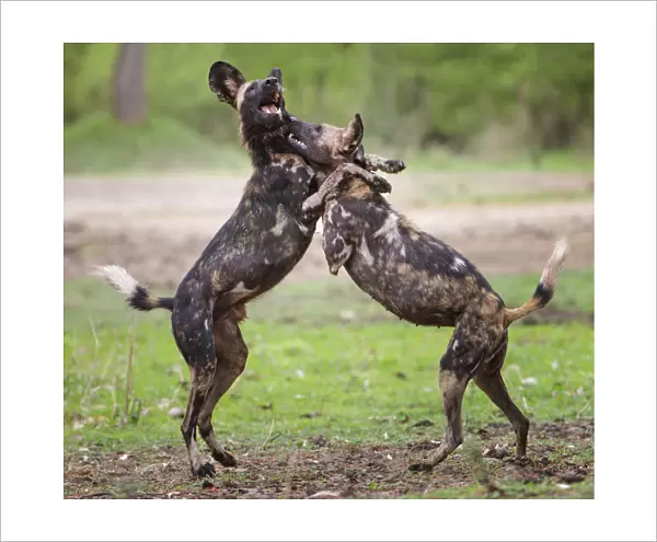 African wild dog (Lycaon pictus), male and female play fighting. Mana Pools National Park, Zimbabwe