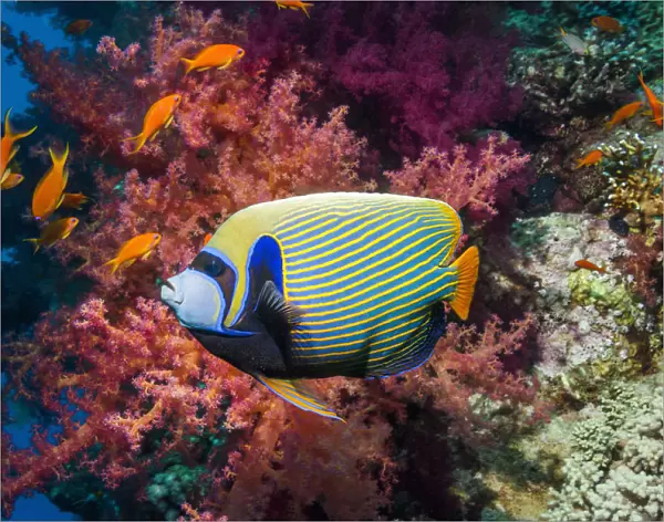 Emperor angelfish (Pomacanthus imperator) swimming past coral reef. Egypt, Red Sea