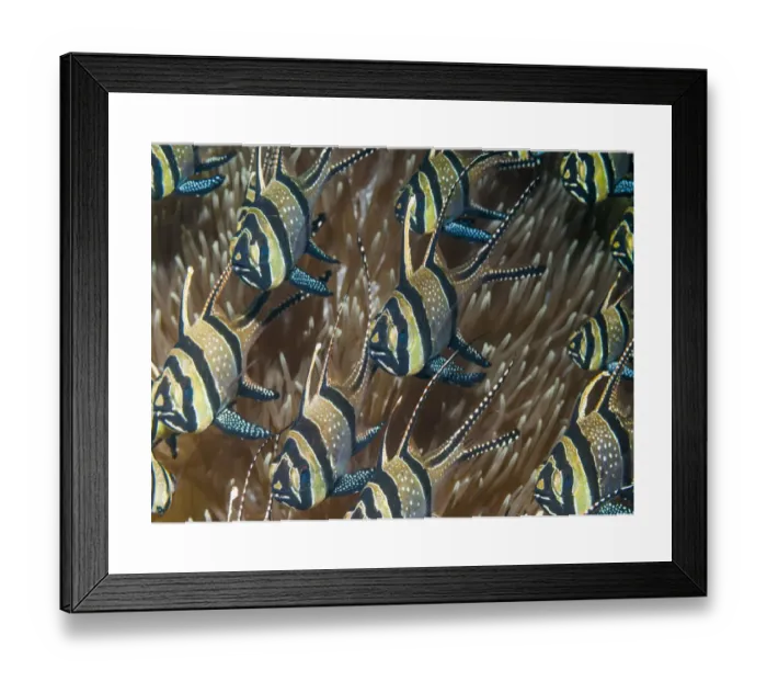 Framed Print : Banggai cardinalfish Print, Lembeh Strait Framed Print : Banggai cardinalfish Print, Lembeh Strait