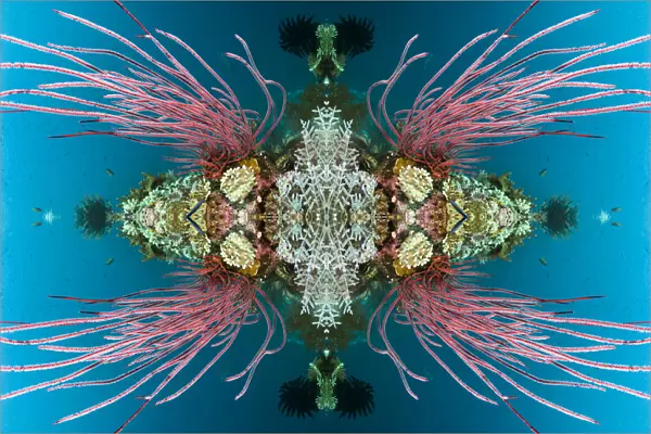 Kaleidoscopic image of coral reef with Red sea whips (Ellisella ceratophyta). Misool