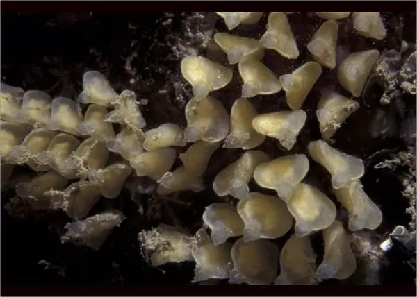 Eggs of Dog whelk {Nucella lapillus} Jersey, Channel Is, UK Corbiere