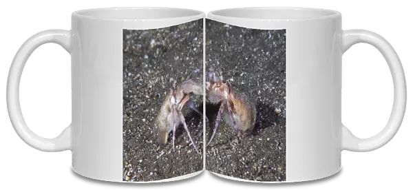 Anemone Hermit Crab (Pagurus prideaux) courtship behaviour. Maseline Harbour, Sark