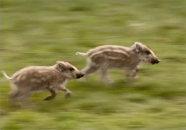Wild Boar (Sus scrofa) piglets running. Black Forest, Germany, April