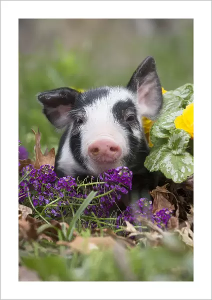 Purebred Berkshire piglet in spring grass, dandelions and garden flowers, Smithfield