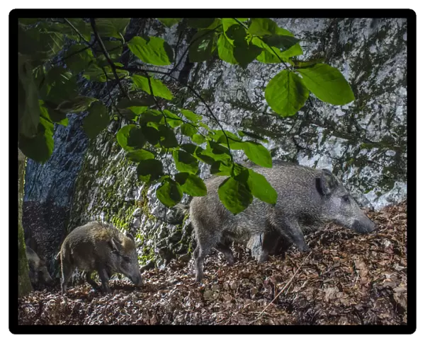 Wild boar (Sus scrofa) mother and piglets, camera trap image trap, Jura Mountains