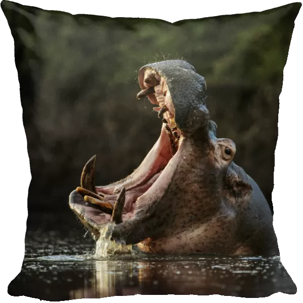 Hippopotamus (Hippopotamus amphibius) in pool with mouth open. Mana Pools National Park, Zimbabwe