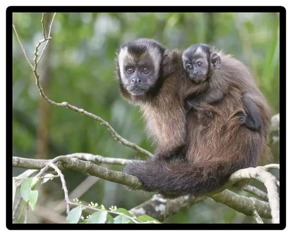 Tufted  /  Brown capuchin (Cebus apella), female with baby on back, sitting in tree