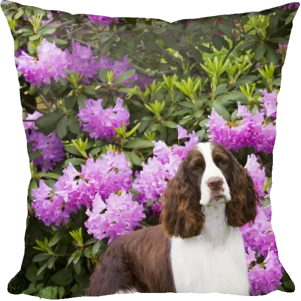 English springer spaniel in Rhododendron. Haddam, Middlesex, Connecticut, USA